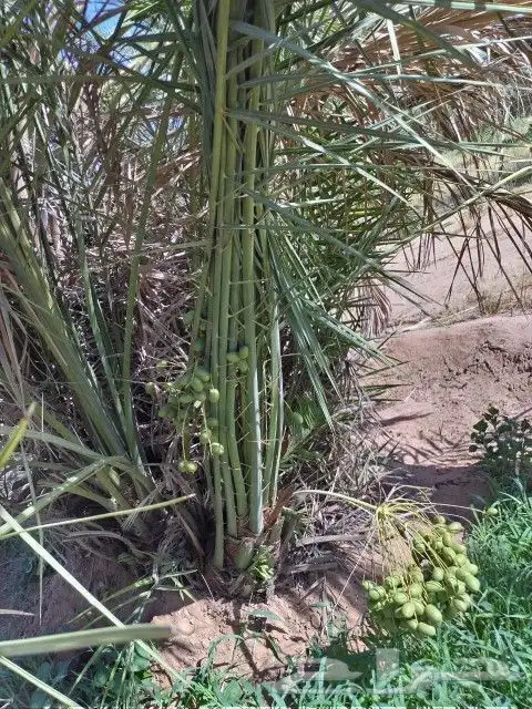 فسايل نخل مثمره للبيع فروخ نخل للبيع مثمر 0