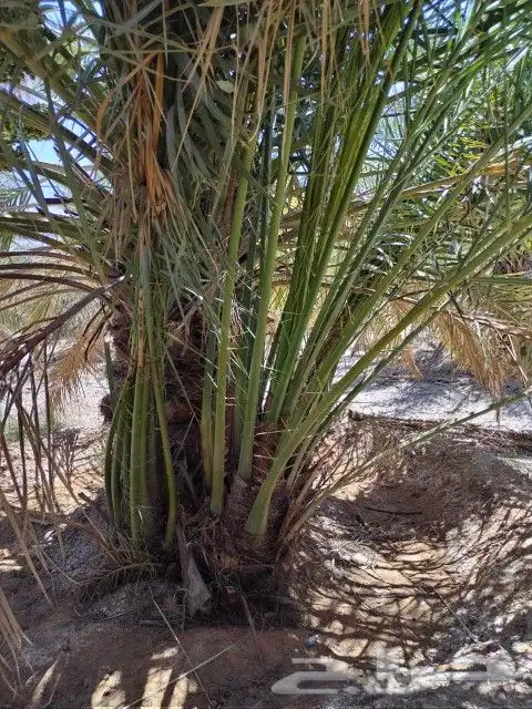 فسايل نخل مثمره للبيع فروخ نخل للبيع مثمر 4