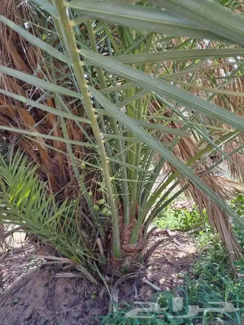 فسايل نخل مثمره للبيع فروخ نخل للبيع مثمر 2