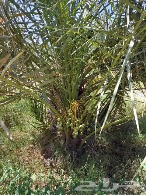 فسايل نخل مثمره للبيع فروخ نخل للبيع مثمر 5