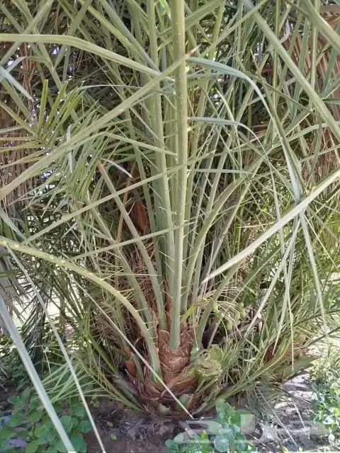 فسايل نخل مثمره للبيع فروخ نخل للبيع مثمر 6