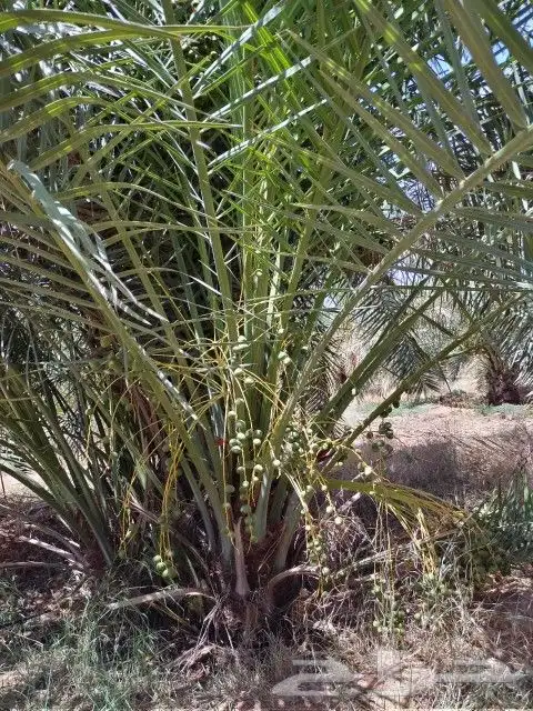 فسايل نخل مثمره للبيع فروخ نخل للبيع مثمر 1