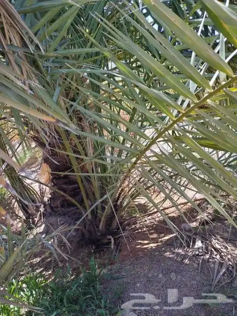 فسايل نخل مثمره للبيع فروخ نخل للبيع مثمر 3