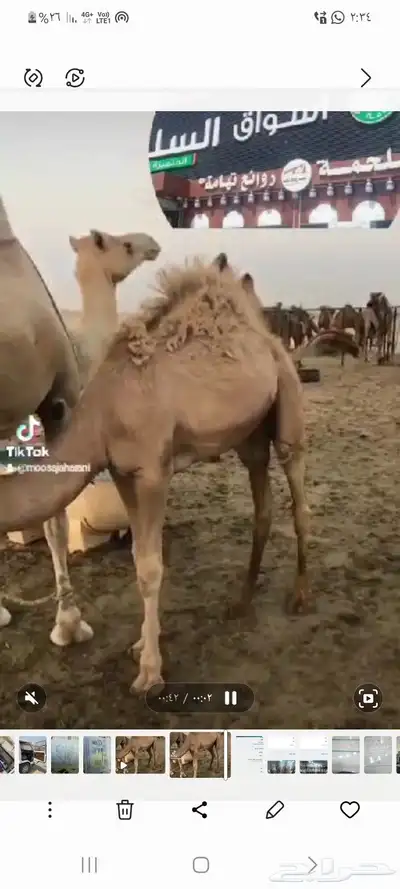 مركزرواد تهامه ليسة الوحيده فلاكن يشهدالله أنها افضل الملاحم 22