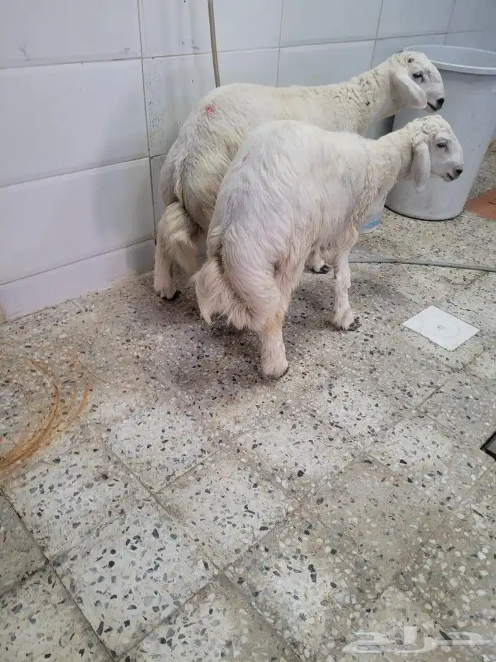 ذبايح لباب بيتك حريات وسواكني وتيوس عوارض 8