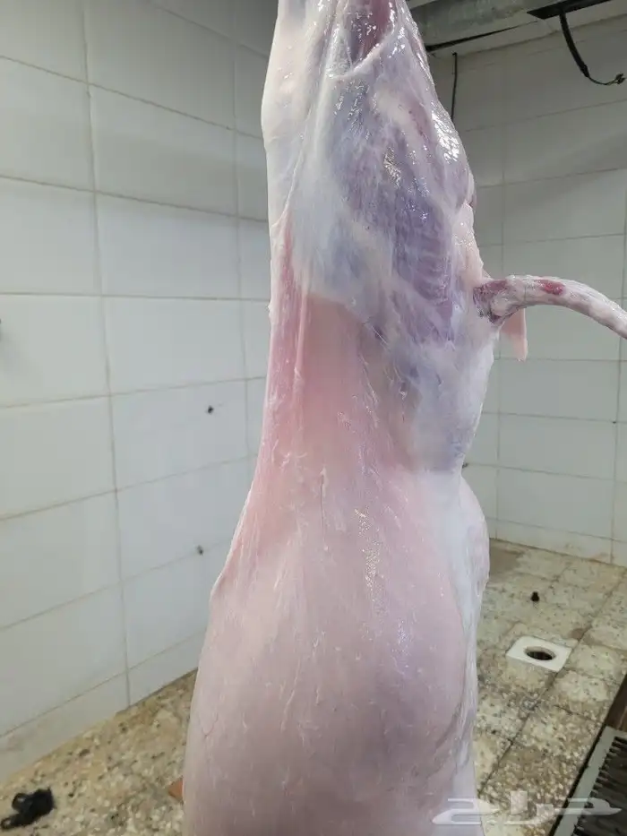 ذبايح لباب بيتك حريات وسواكني وتيوس عوارض 10