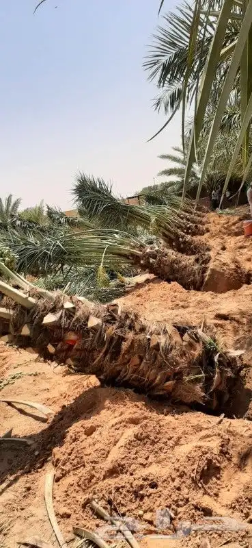 زراعة نخيل عربي وزراعة نخيل وشنطني زينه 3