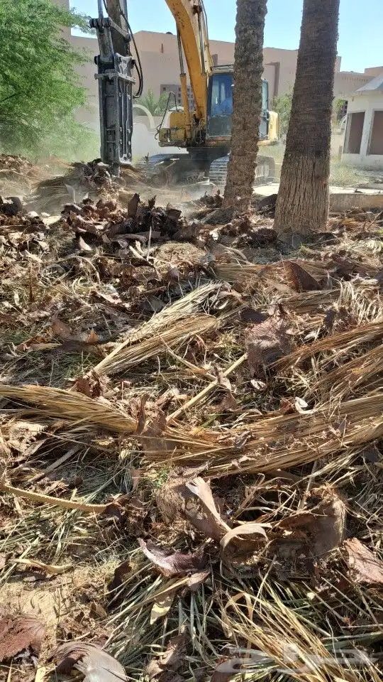 نخيل وشنطني وعربي 0