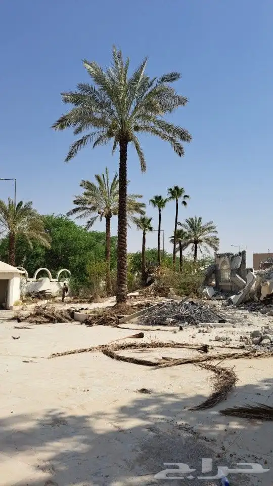 نخيل وشنطني وعربي 1