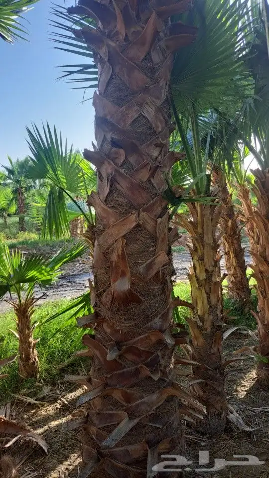 نخيل وشنطني وعربي 5