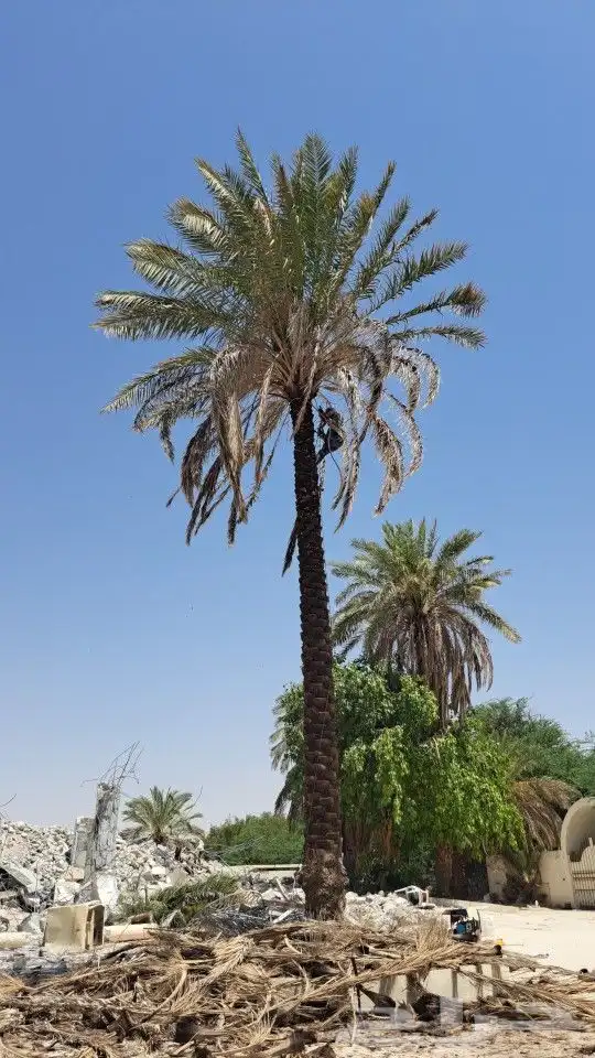 نخيل وشنطني وعربي 2