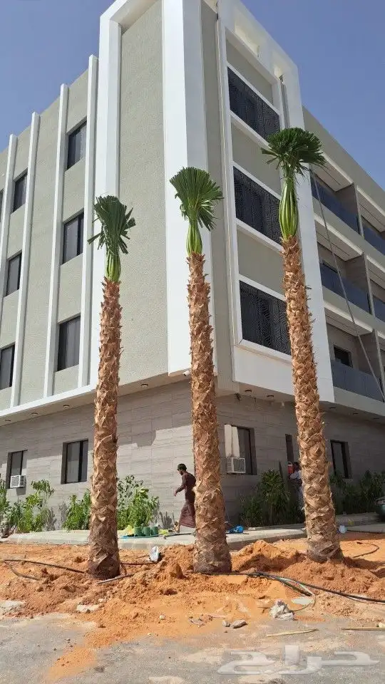 نخيل وشنطني وعربي 4