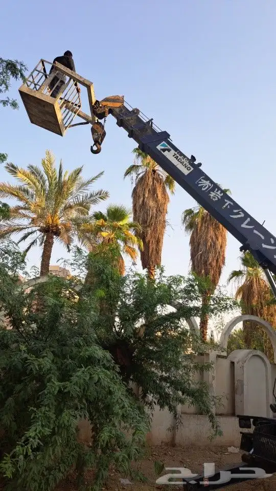 نخيل وشنطني وعربي 3