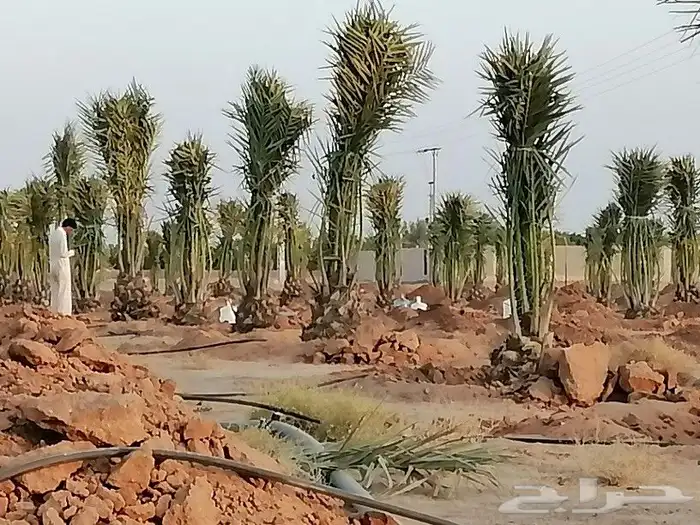 زراعة نخيل عربي وزراعة نخيل وشنطني زينه 10