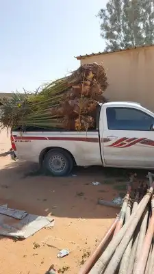 يوجد لدينا نخل جميع انواع والمقاسات نخل القصيم 6