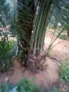 يوجد لدينا نخل جميع انواع والمقاسات نخل القصيم 3