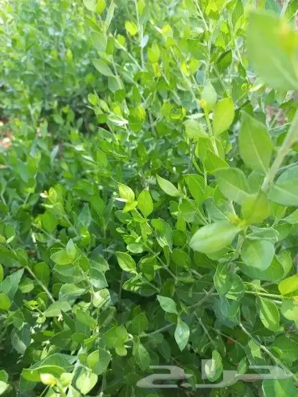 حناء ينبع مطحون 8