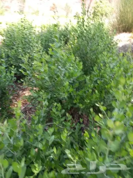 حناء ينبع مطحون 10