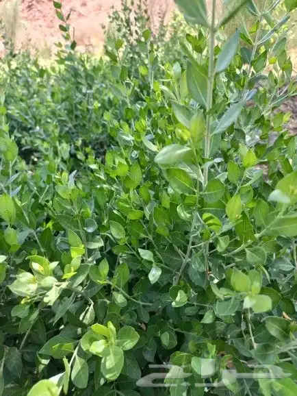 حناء ينبع مطحون 9