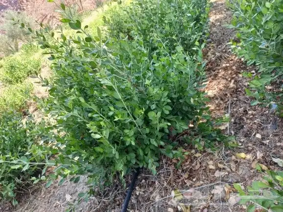 حناء ينبع مطحون 12