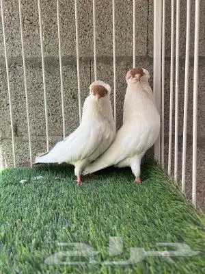 حمام هلمت أمريكي 3