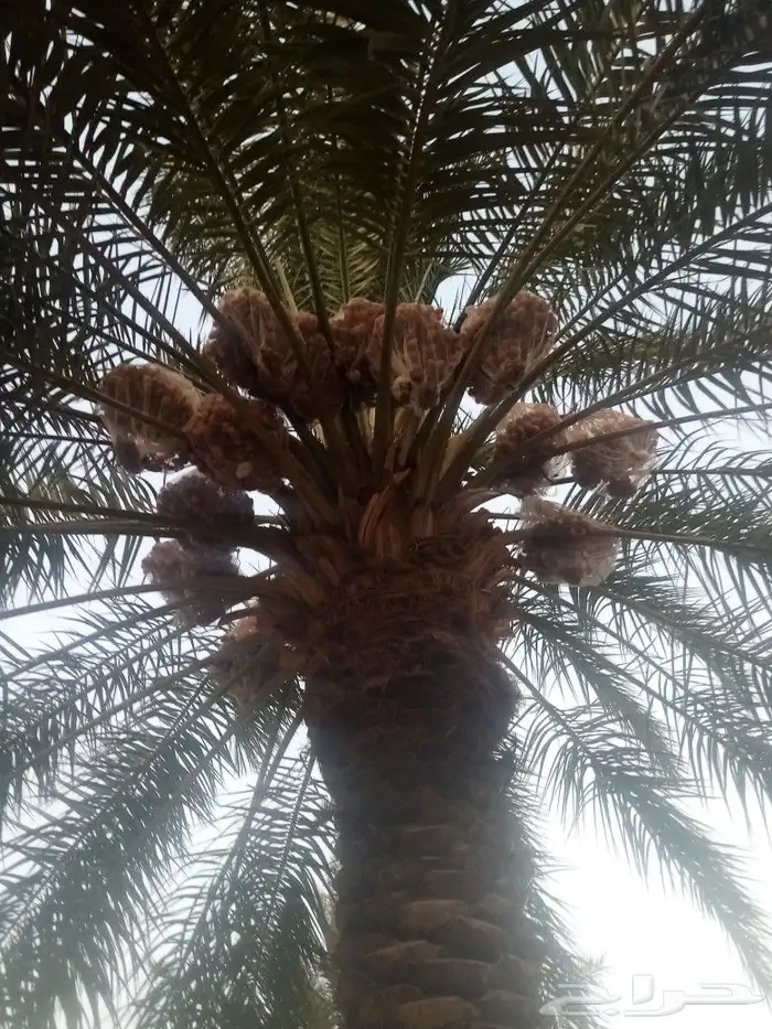 مقالات عامه شبوك نخل عربي واشنطن 10