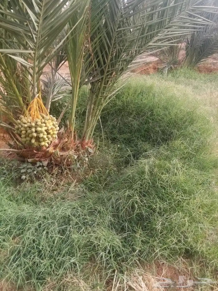 مقالات عامه شبوك نخل عربي واشنطن 8