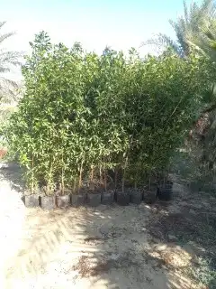مشتل نسائم الربيع 36