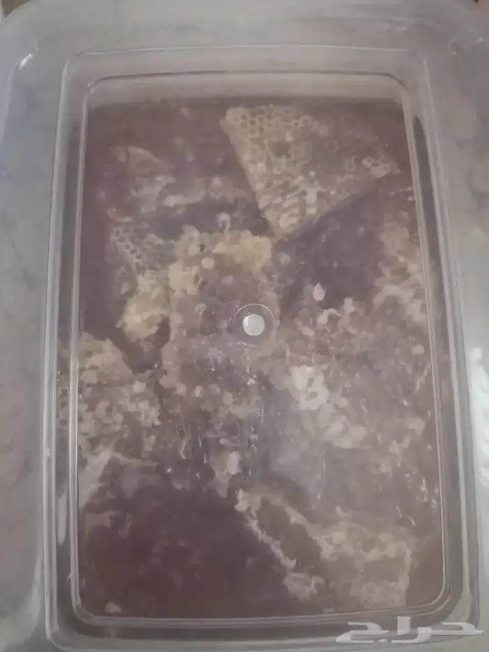 عسل نحل سمره على الضمان ومشروط 9