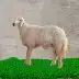 لحم حري للذبايح ( ذبيحتك لباب بيتك ) 0