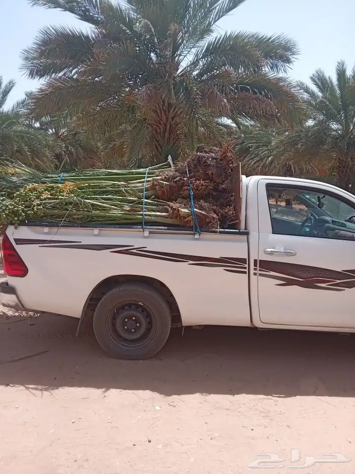 فسايل النخيل 7