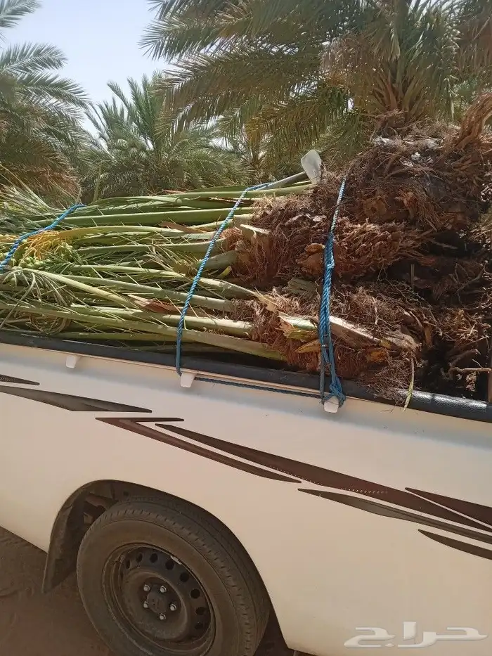 فسايل النخيل 6