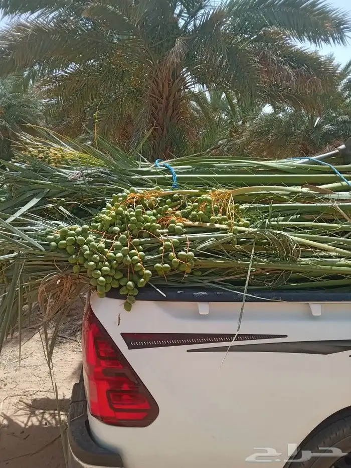 فسايل النخيل 8