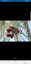 لشغل جميع ثمار النخيل 2