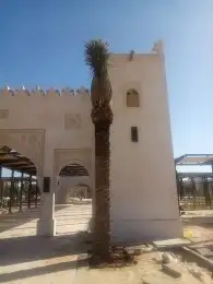 زراعه نخيل 9