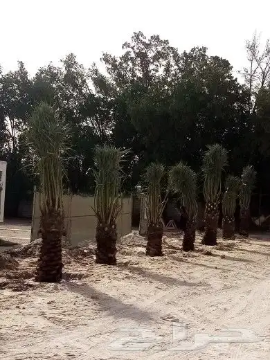 زراعه نخيل 5