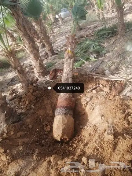 تكريب النخيل وخلع الاشجار 7