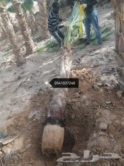 تكريب النخيل وخلع الاشجار 9