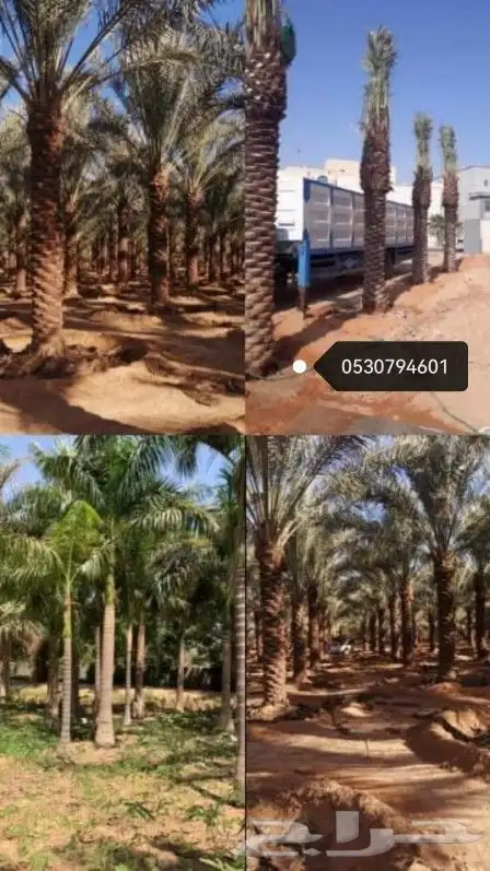 تكريب النخيل وخلع الاشجار 0