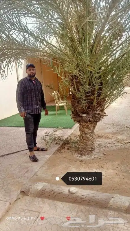 تكريب النخيل وخلع الاشجار 4