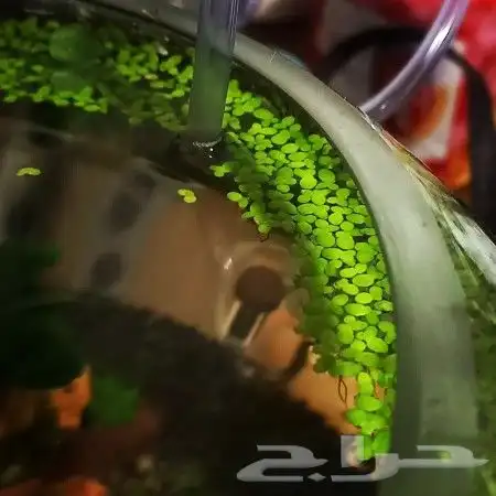 نبات طافي لاحواض السمك 2