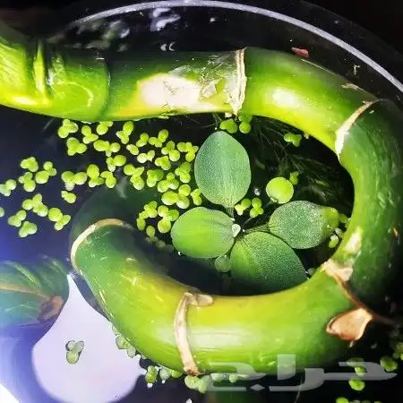 نبات طافي لاحواض السمك 1
