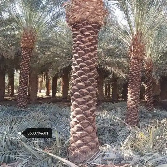 تكريب النخيل وخلع الاشجار 2