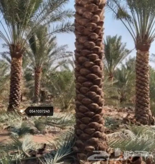 تكريب النخيل وخلع الاشجار 1