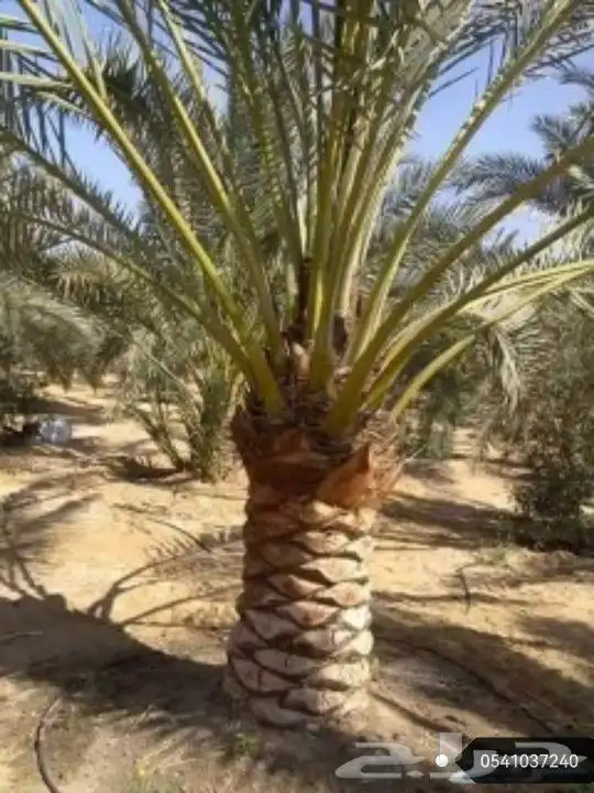 تكريب النخيل وخلع الاشجار 3