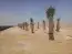 زراعه نخيل 8