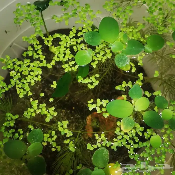 نبات طافي لاحواض السمك 3