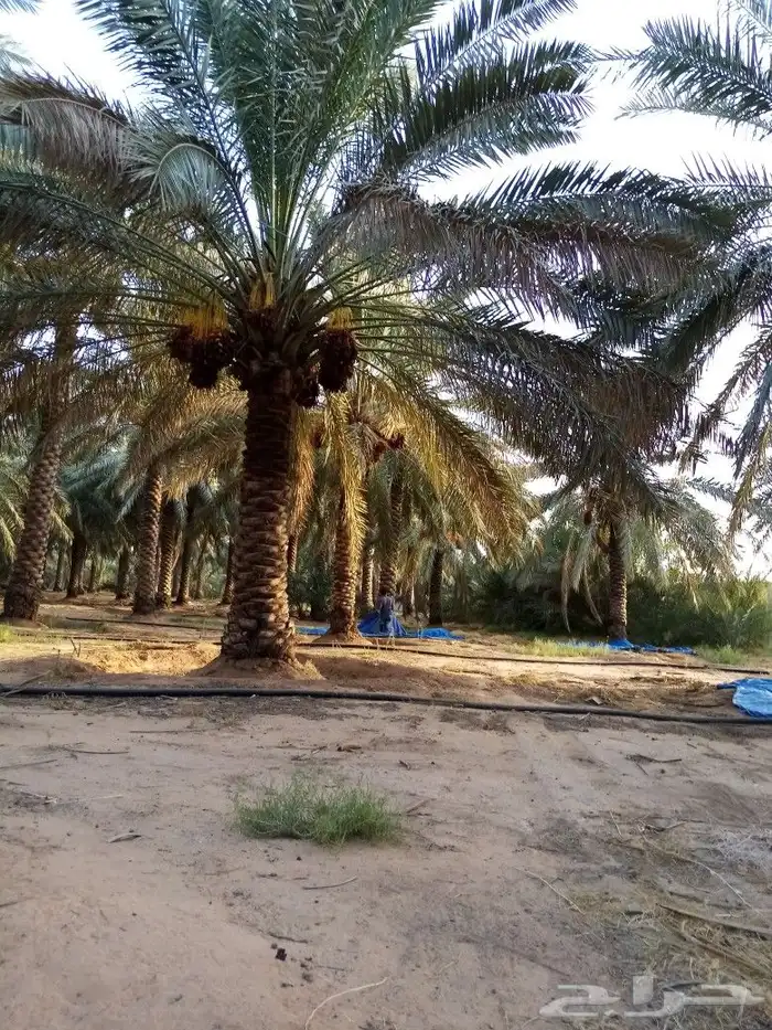 لشغل جميع ثمار النخيل 1