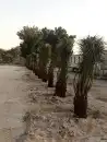 زراعه نخيل 6