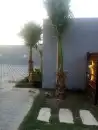 زراعه نخيل 3